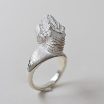 ring tyrannosaurs face